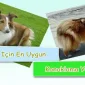 Köpekler İçin En Uygun Konaklama Yeri